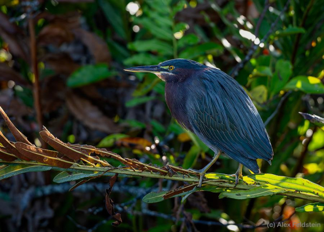 Green Heron on a branch