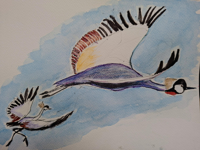 Two crowned cranes flying