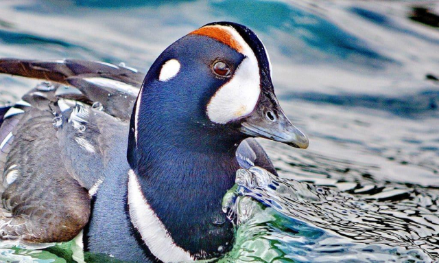 Harlequin duck on Lake Ontario, Ontario, Canada.