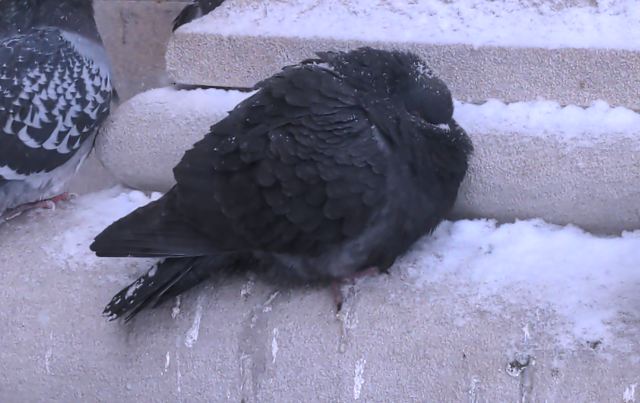 A puffed up pigeon tucking its head into its chest, while there's snow on its head
