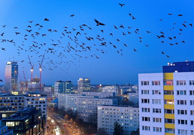 Hundreds of crows are visible in the air above apartment towers in downtown Berlin. It's just after sunset, the sky is still a calm blue, and many city lights have just been turned on.