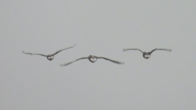 Three ducks of indeterminate species flying away into a grey sky, viewed from behind