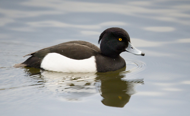 A tufted duck glides across still water, its sharp yellow eye and blue-grey bill standing out against black and white plumage.