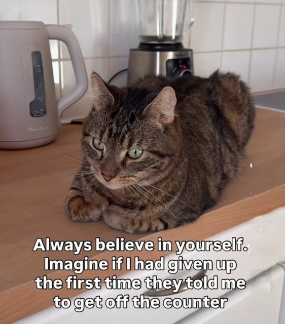 A cat sitting on a kitchen counter, looking thoughtful.
Caption: Always believe in yourself. Imagine if I had given up the first time they told me to get off the counter.