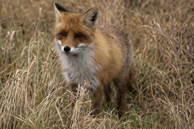 Лиса стоит среди сухой травы, в процессе линьки в бесснежном декабре.