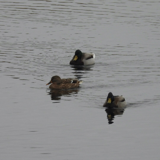 A brown female mallard swimming along with two males forming a loose V behind her.