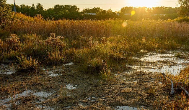 Sedges and other plants poking up from slag in the sunset.   This is the Marian R. Byrnes Natural Area in Chicago, photographed by Jason Smith:

https://mag.uchicago.edu/science-medicine/beauty-slag