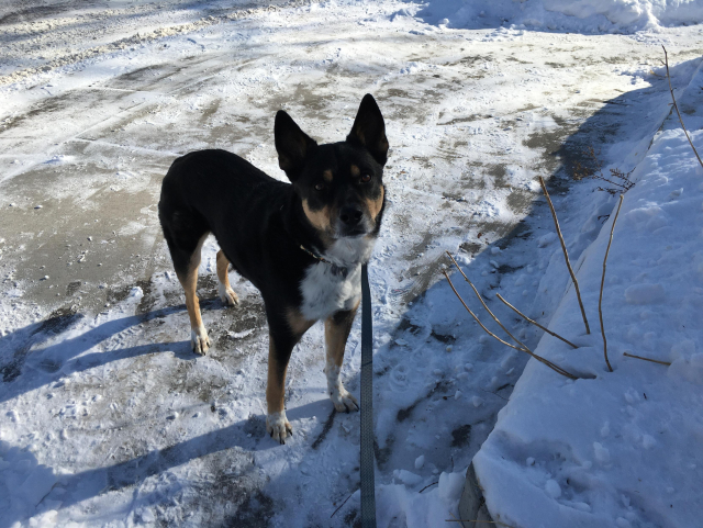 The dog looks up at the photographer hopefully. As it turned out, this particular Little Free Library had only books and whistles. Fortunately for Pepper, I had dog treats in my pocket.