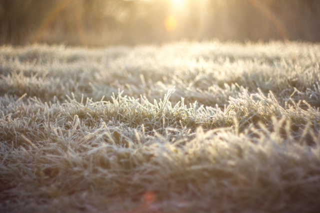 close up of frost on blades of grass in warm morning light.