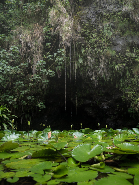 view of a grotto and body of water with waterlillies and lotus flowers growing, the grotto is very low light and a bit ominous like the mouth of a monster, but the plants are pretty.