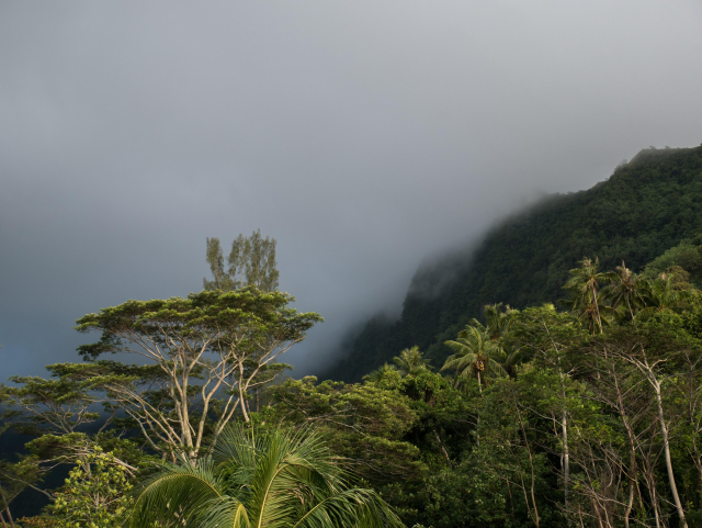 canopy of tropical trees on a foggy day at sunset