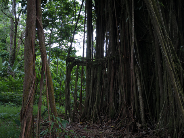 photograph close up of a tree that I forgot the name of, but its trunks are aerial roots, and it ends up looking like a solid circular cluster of vines decending from a canopy