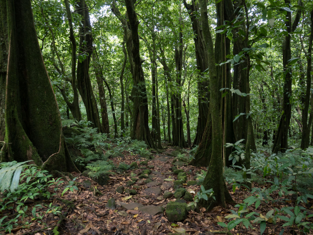a mossy cobblestone path trough a jungle forest