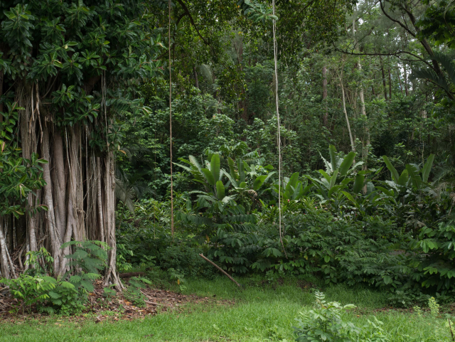 Photograph of a tree with vines decending vertically. The trunk seems composed of hundreds of vines, unclear if they are shooting from the ground of descended from somewhere then attached.