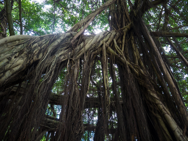 Photograph close up of tree vines wrapping in a tight woven string pattern and creating cascading strings to catch moisture that look like grey and black hair.