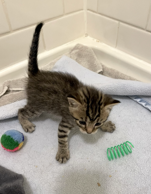 A small tabby kitten, 3.5 weeks old, standing with wide front legs and an upright triangle tail. The kittens are on the move! Learning coordination