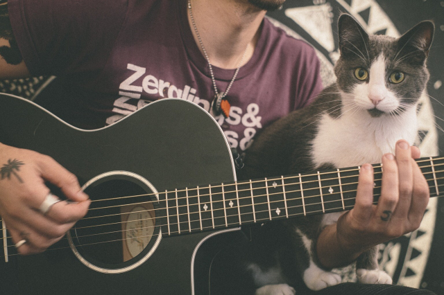 Photo of a person (cropped so no head is visible) playing a black acoustic guitar with a grey and white cat sitting on their lap and is staring at the camera. The person has a tattoo of a palm tree on their right hand.