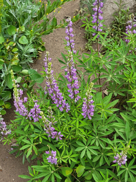 A photograph of a blooming wild lupine plant alongside a narrow dirt trail on a sunny day. The bushy plant has bright-green palmately compound leaves and multiple tall flower spires of budding blossoms in shades of soft purple.